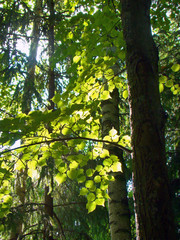 A tree with green leaves on a sunny day - 238744606