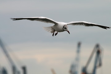 Möwe im flug