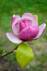 pink lotus flower in the garden magnolia