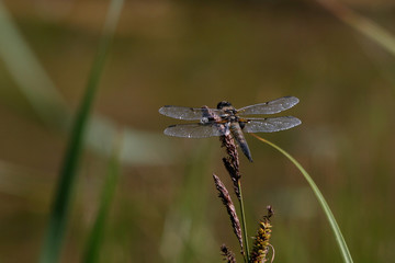 Libelle