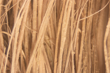 Background Oil palm fiber, Close up Oil palm fiber under the microscope for Chemical analysis in Lab.