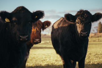 cattle 2018
