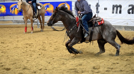 In Aktion. Graues Quarter Horse in einen cutting Pr&uuml;fung in der Reithalle