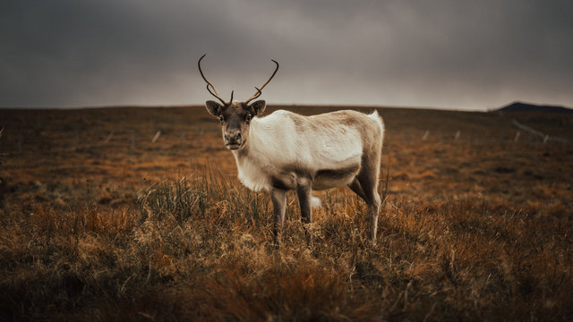 Renas - Scotland 2018