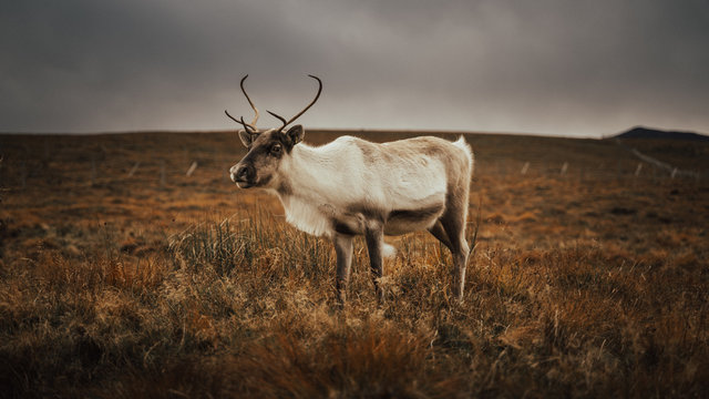 Renas - Scotland 2018