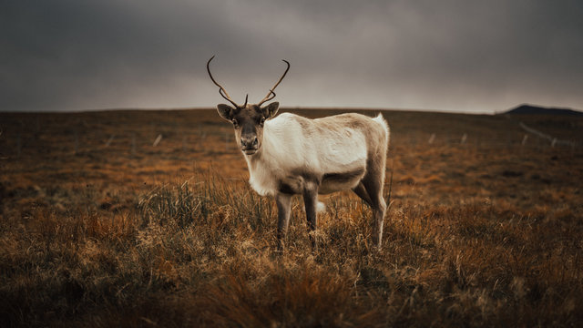 Renas - Scotland 2018