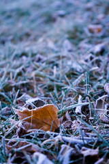 Frost on an orange leaf and grass