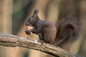 Scoiattolo europeo mangia una noce (Sciurus vulgaris)