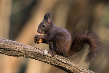 Scoiattolo europeo mangia una noce (Sciurus vulgaris)