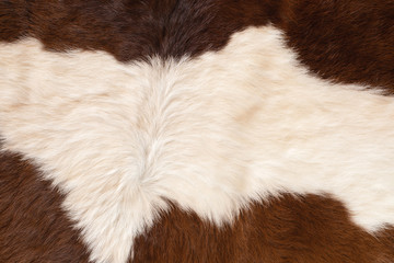 Dried white and brown skin of cow with soft hair feeling smooth and tender when touch.