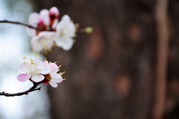 cherry blossom in spring