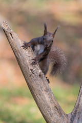 Ritratto di scoiattolo rosso europeo (Sciurus vulgaris)