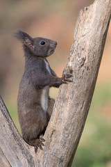 Ritratto di scoiattolo rosso europeo (Sciurus vulgaris)