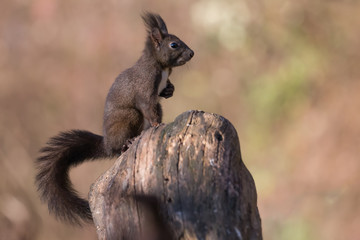 Ritratto di scoiattolo rosso europeo (Sciurus vulgaris)