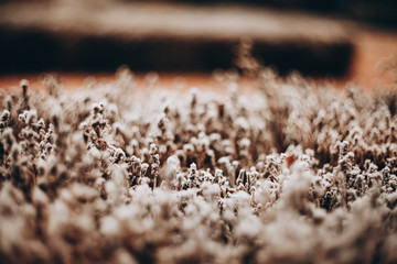 flowers at the park