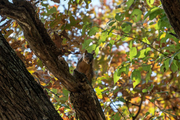 Up in the tree tops, this squirrel appears to make eye contact with the photographer. Bokeh effect.