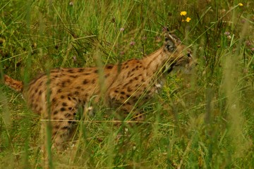 Eurasian Lynx (Eurasian Lynx) on the meadow in the Bieszczady Mountains. Poland