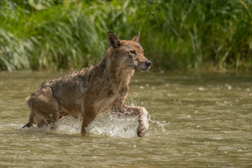 The wolf runs across the river. Bieszczady Mountains. Poland