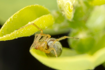 Tiny spider on caper plant