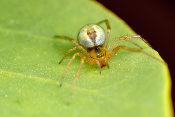 Tiny spider on caper plant