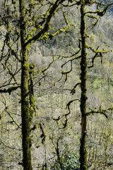 sunny boxwood grove forest leaves green jungle creepers vines and moss 