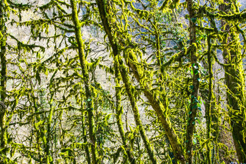 Fototapeta premium sunny boxwood grove forest leaves green jungle creepers vines and moss&nbsp;