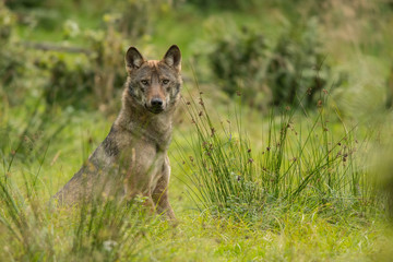 Wolf on the meadow. Bieszczady Mountains. Poland.