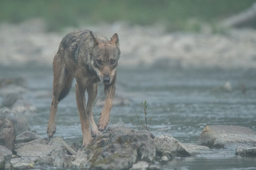Wolf (canis lupus) in the San river. Bieszczady Mountains. Poland