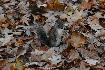 Eichhörnchen im Herbstlaub