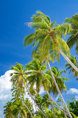 Fototapeta premium A nice and empty beach in a tropical desert island of Pulau Banyak, Sumatra, Indonesia. Blue sky, white sand and coconut trees, a dream holiday place to relax, snorkel and rest.