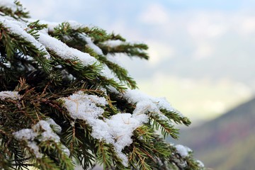 Snow and rime on branches, pine needles and cones. Winter in a mountains, close-up photo