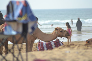 The incredible seascaping view of beach with blue sea in morocco in summer