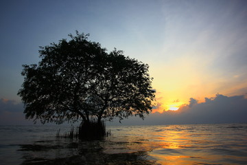silhouette mangrove tree with sun light reflection on sea