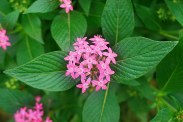 Vibrant beautiful botanic garden with various flowers and leaves in spring time with purple blurred background