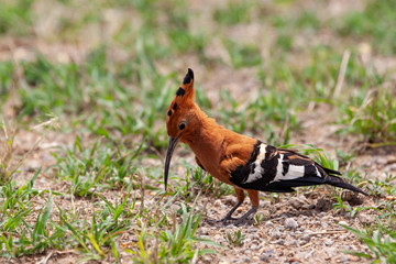 hoopoe on ground
