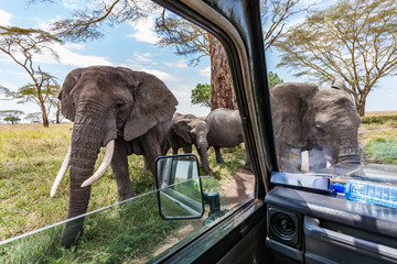 elephants close to truck at game drive in serengeti africa - obrazy, fototapety, plakaty