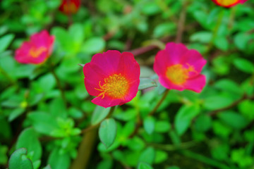 Vibrant beautiful botanic garden with various flowers and leaves in spring time with purple blurred background