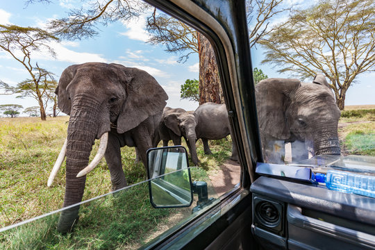 elephants close to truck at game drive in serengeti africa