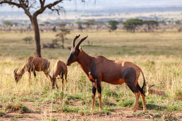 Naklejka na ściany i meble topis in serengeti africa