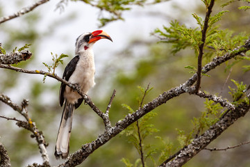 woodpecker on tree