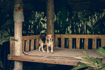 Portrait of cute female beagle dog.