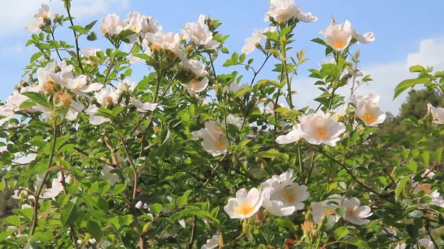 Dpg rose. Rosa canina.