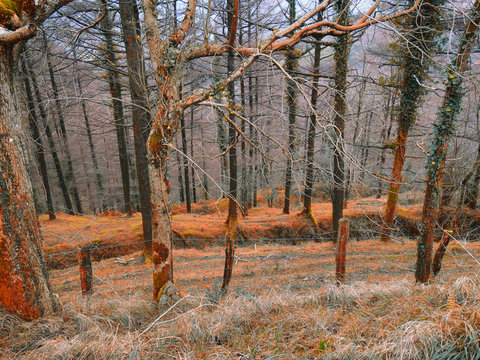 Fototapeta Basque forest naked Trees in Autumn Europe
