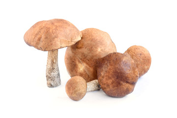 Birch mushroom isolated on white background