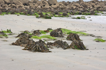 Seaweed Design