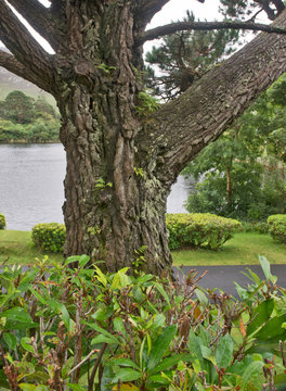 Tree Growth