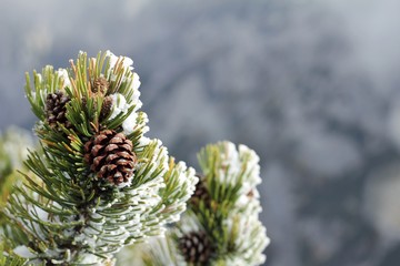Spruce cones in the forest in the mountains, coniferous trees in wildlife at the beginning of winter on the background of rocks. Snow covered branches for wallpaper