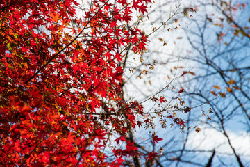 Takatsudo Gorges wrapped in autumn leaves / Takatsudo Gorges is a valley in Takatsudo Omama-machi, Midori-city, Gunma Prefecture, Japan.