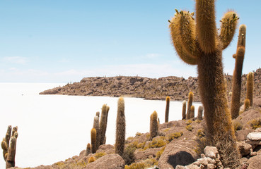 Incahuasi island ( Cactus Island) located at Salar de Uyuni in Bolivia.