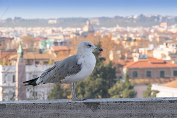 Gabbianella e tetti di Roma